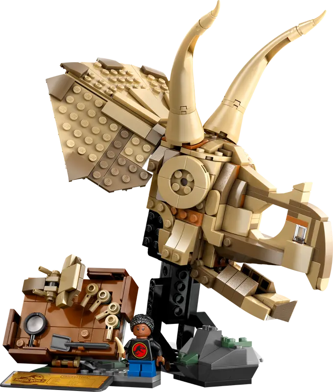 Dinosaurier-Fossilien: Triceratops-Schädel