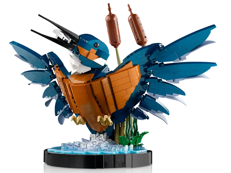 Eisvogel