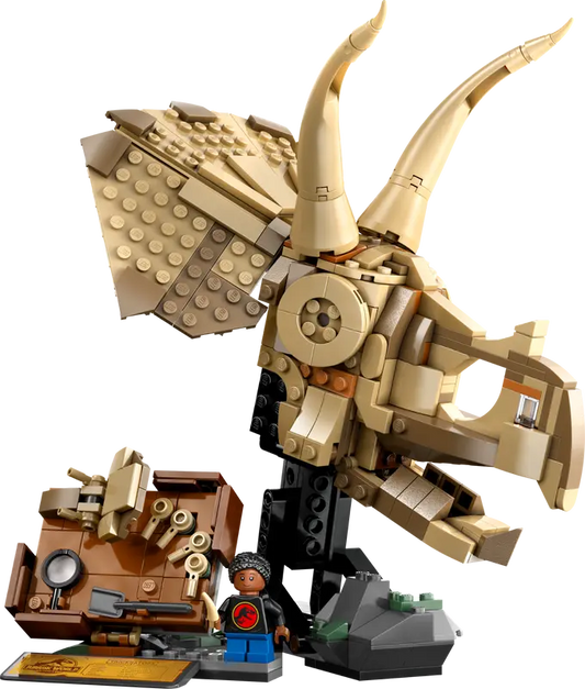 Dinosaurier-Fossilien: Triceratops-Schädel